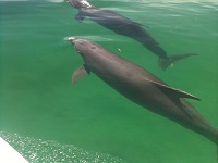 Dolphins