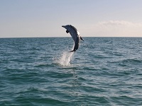 Dolphins