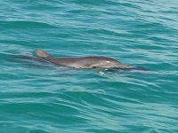 Dolphin