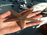 Starfish